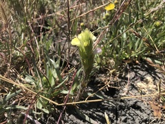 Castilleja rubicundula