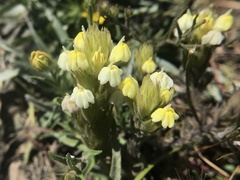 Castilleja rubicundula
