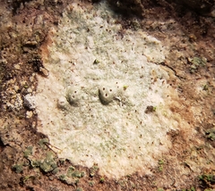 Pertusaria macounii