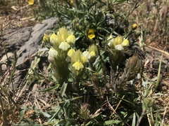 Castilleja rubicundula