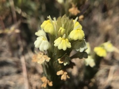 Castilleja rubicundula