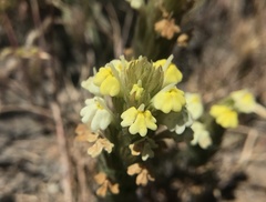 Castilleja rubicundula