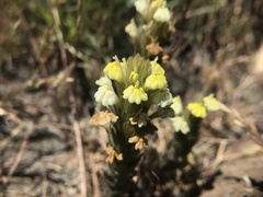 Castilleja rubicundula