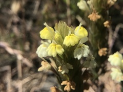 Castilleja rubicundula