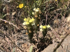 Castilleja rubicundula