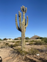 Carnegiea gigantea