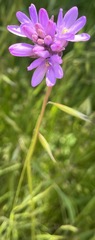 Dichelostemma congestum
