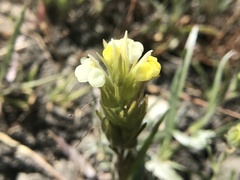 Castilleja rubicundula