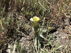 Castilleja rubicundula