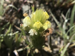 Castilleja rubicundula