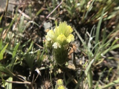 Castilleja rubicundula