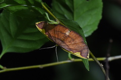 Nothomiza flavicosta