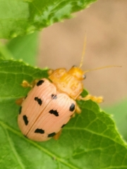 Podontia quatuordecimpunctata