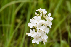 Penstemon tubaeflorus