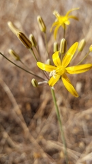 Bloomeria crocea aurea