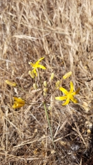 Bloomeria crocea aurea