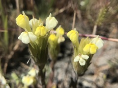 Castilleja rubicundula