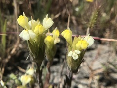 Castilleja rubicundula