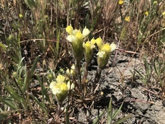 Castilleja rubicundula