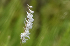 Delphinium carolinianum virescens