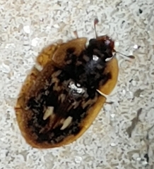 Lobiopa undulata