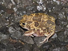 Sudell's Frog photo 3