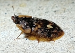 Lobiopa undulata