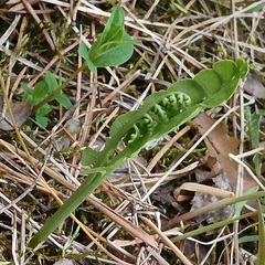 Botrychium lunaria image