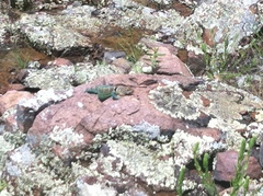 Crotaphytus collaris collaris