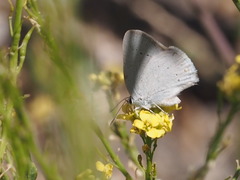 Satyrium sylvinus