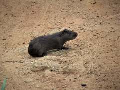 Cavia