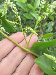 Anredera ramosa