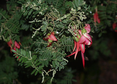 Clianthus puniceus