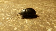 Pentodon bidens punctatus