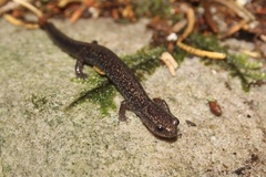 Plethodon nettingi