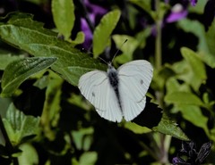 Pieris marginalis