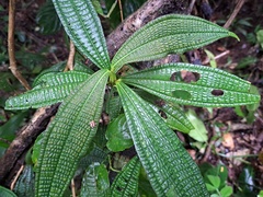 Miconia triplinervis
