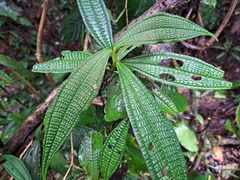 Miconia triplinervis