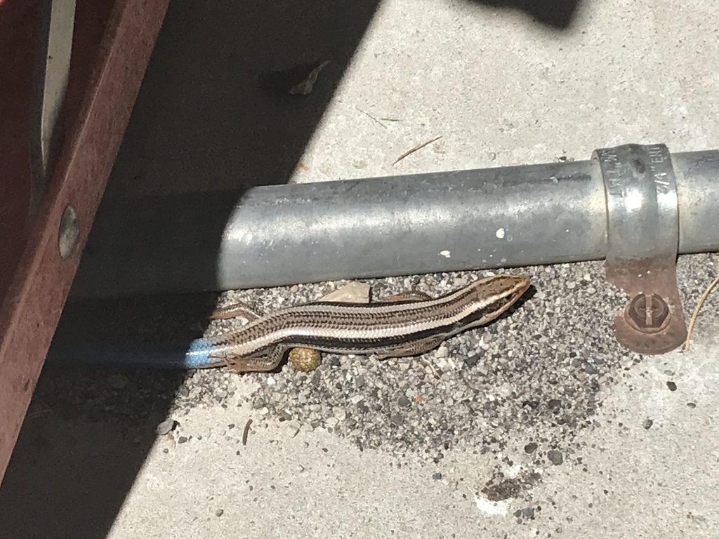 Great Basin Skink