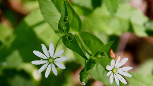 Stellaria bungeana iNat (3)