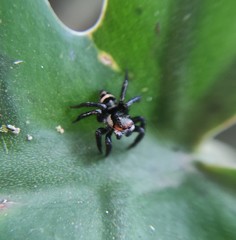 Corythalia latipes