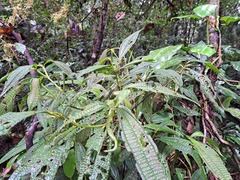Miconia triplinervis