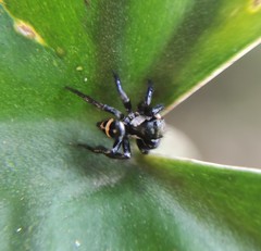 Corythalia latipes