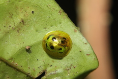 Coptocycla undecimpunctata