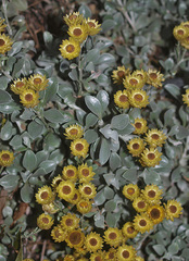 Helichrysum argyrophyllum