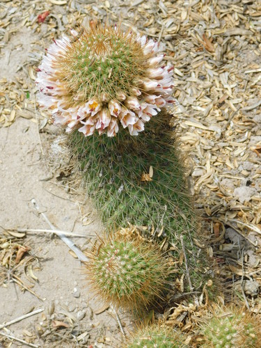 Cochemiea cerralboa (Cochemiea cerralboa)