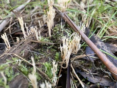 Artomyces austropiperatus
