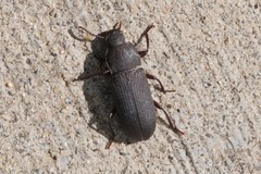 Tenebrio obscurus