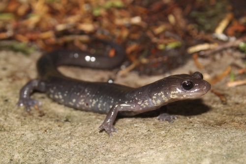 Wehrle's Salamander