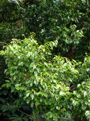 Homalium acuminatum